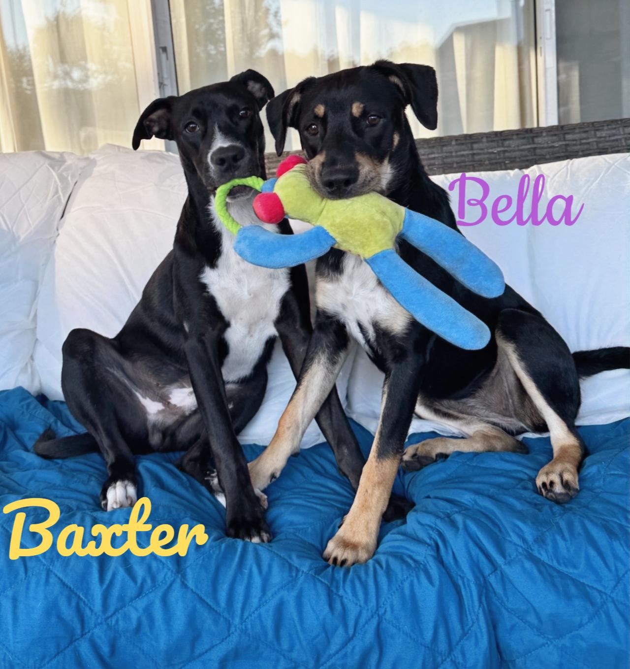 Bella and Baxter, ADOPTABLE, Puppy Female Mixed Breed.