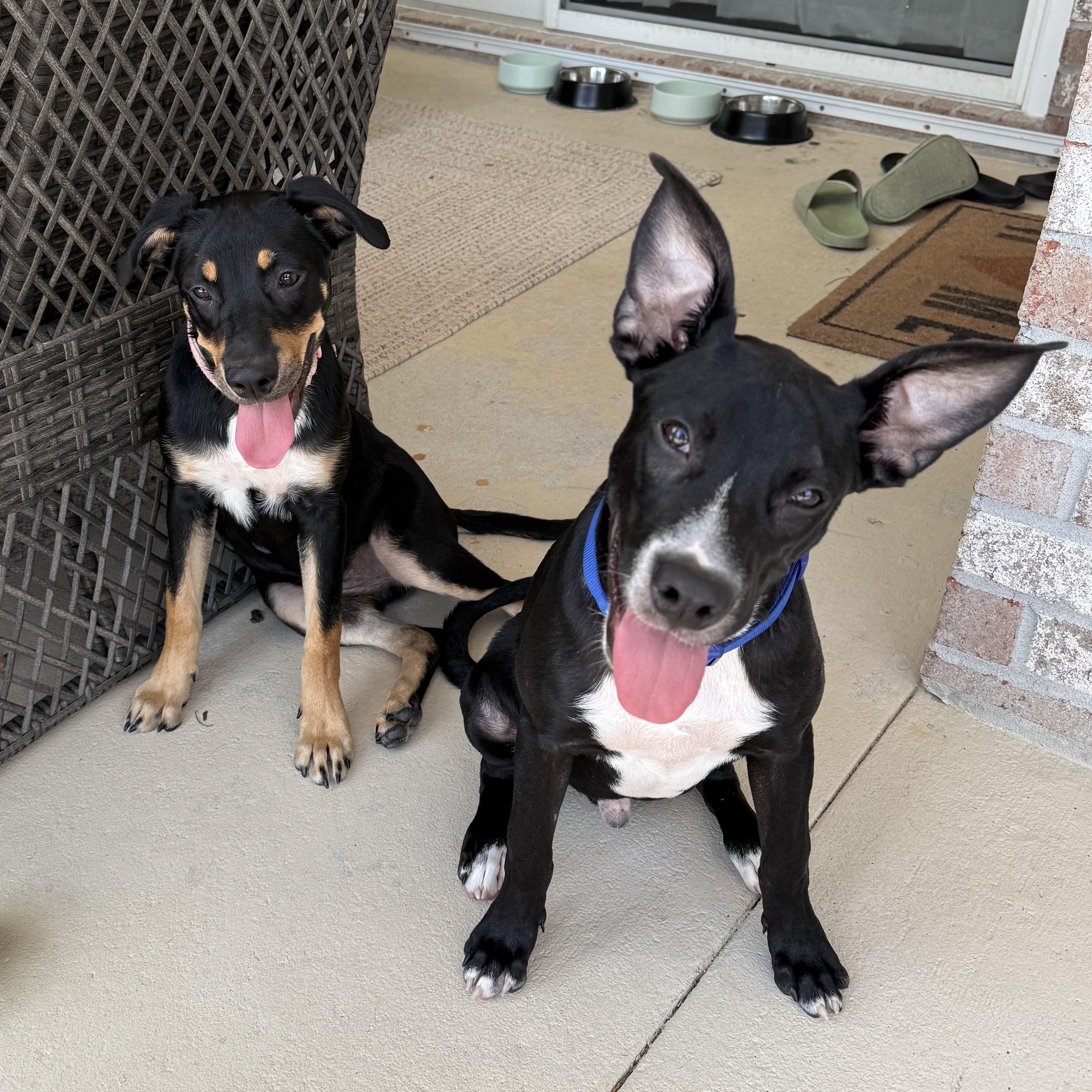 Enlarge Bella and Baxter, a ADOPTABLE mixed breed in Cantonment, FL image 2/2