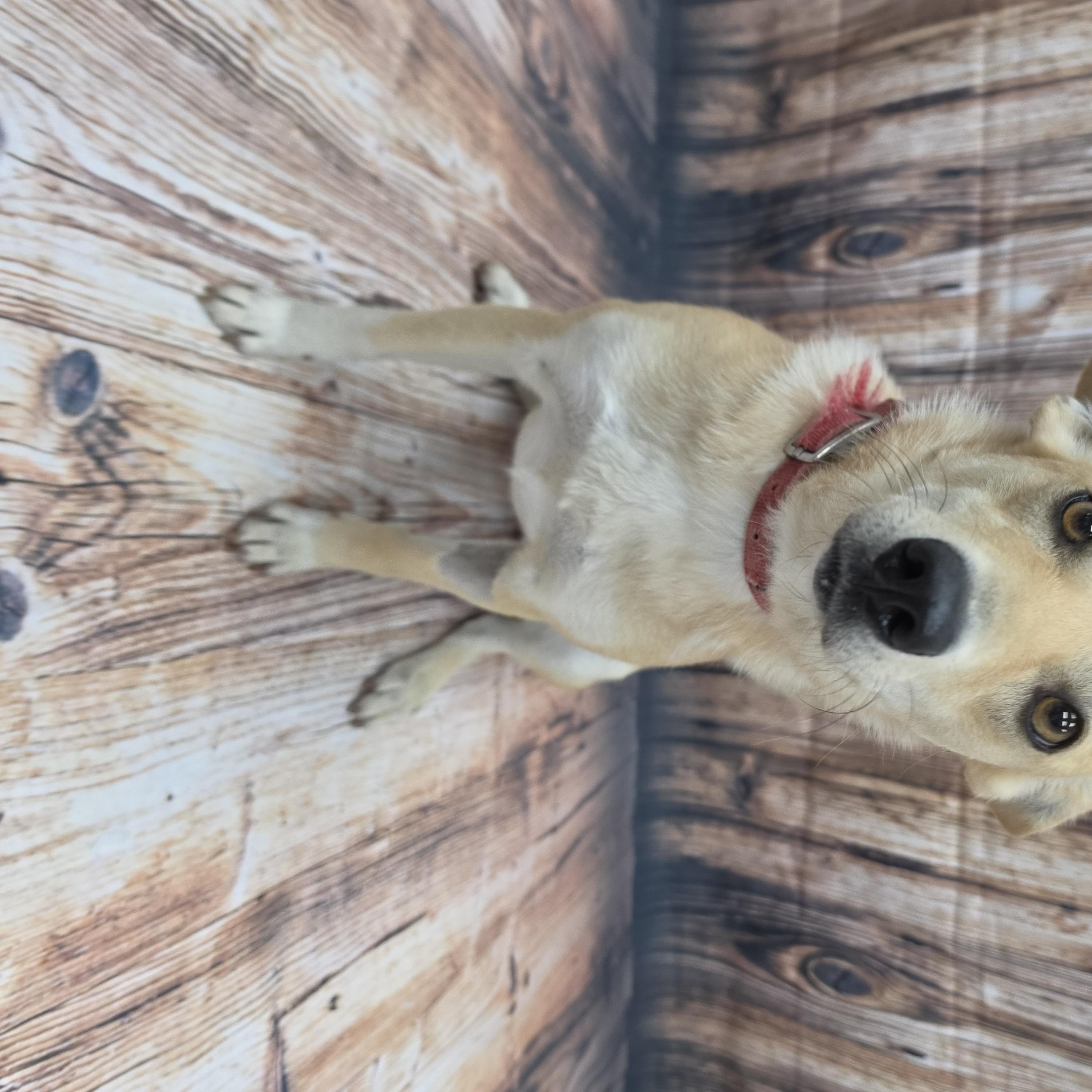 Enlarge Coletta, a Adoptable Mixed Breed in Neillsville, WI image 4/5