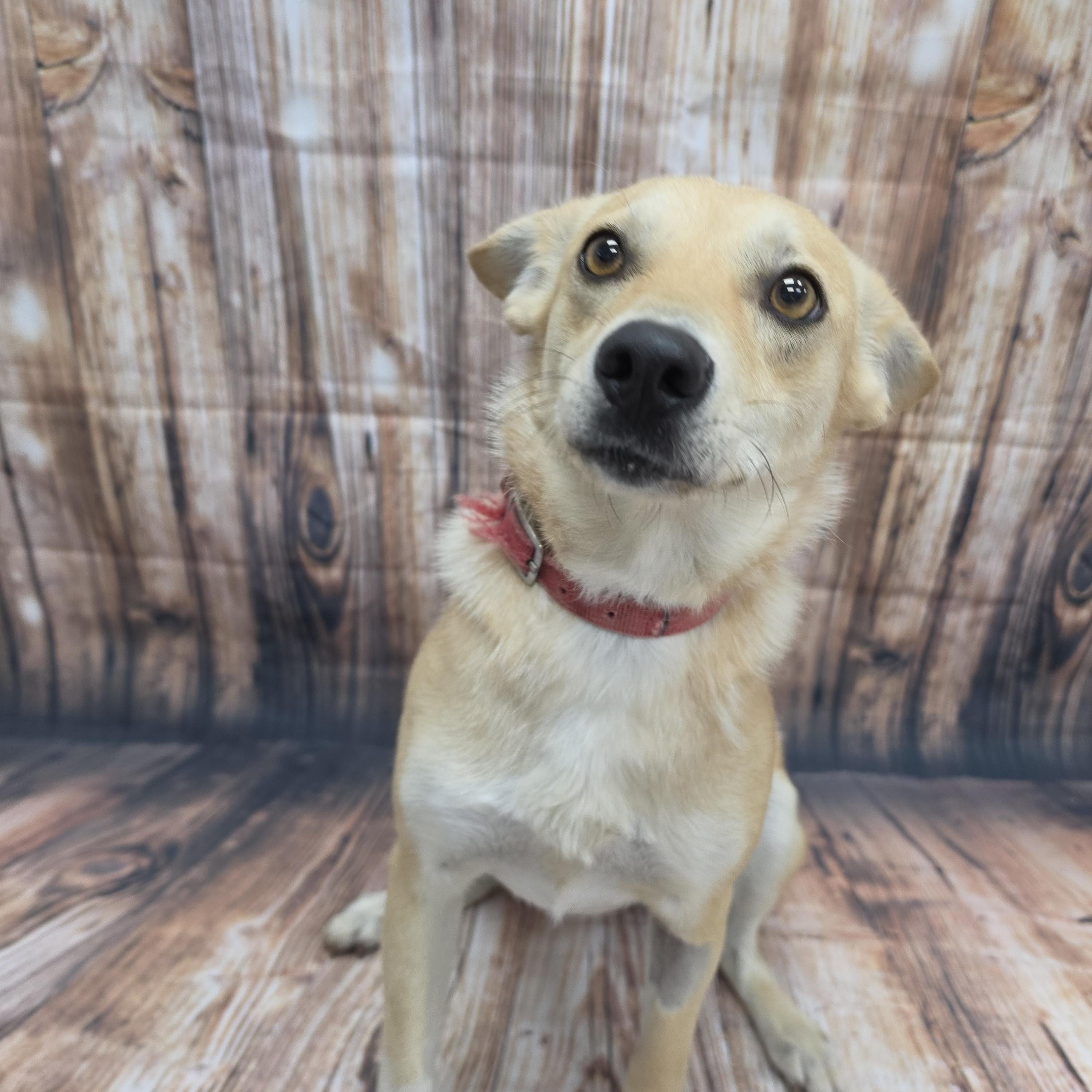Enlarge Coletta, a Adoptable Mixed Breed in Neillsville, WI image 5/5