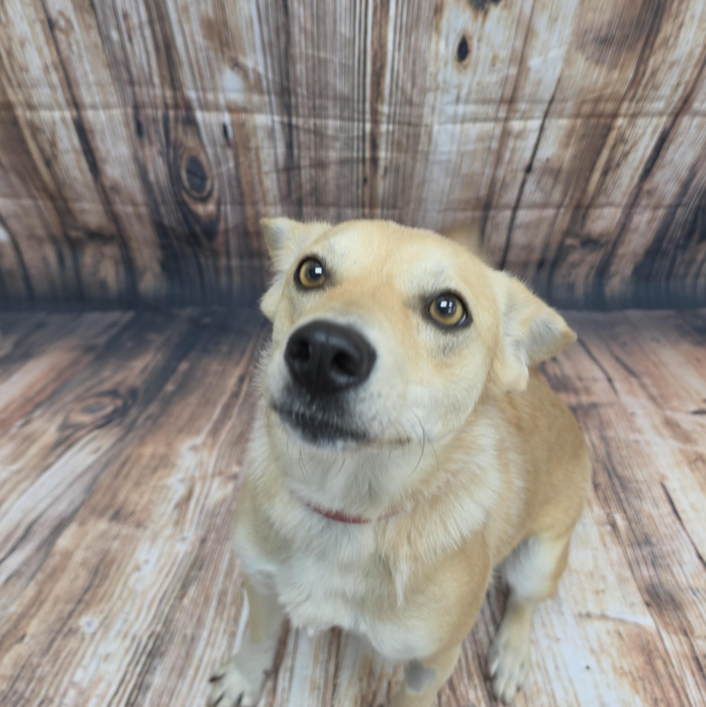 Coletta, Adoptable, Young Female Mixed Breed.
