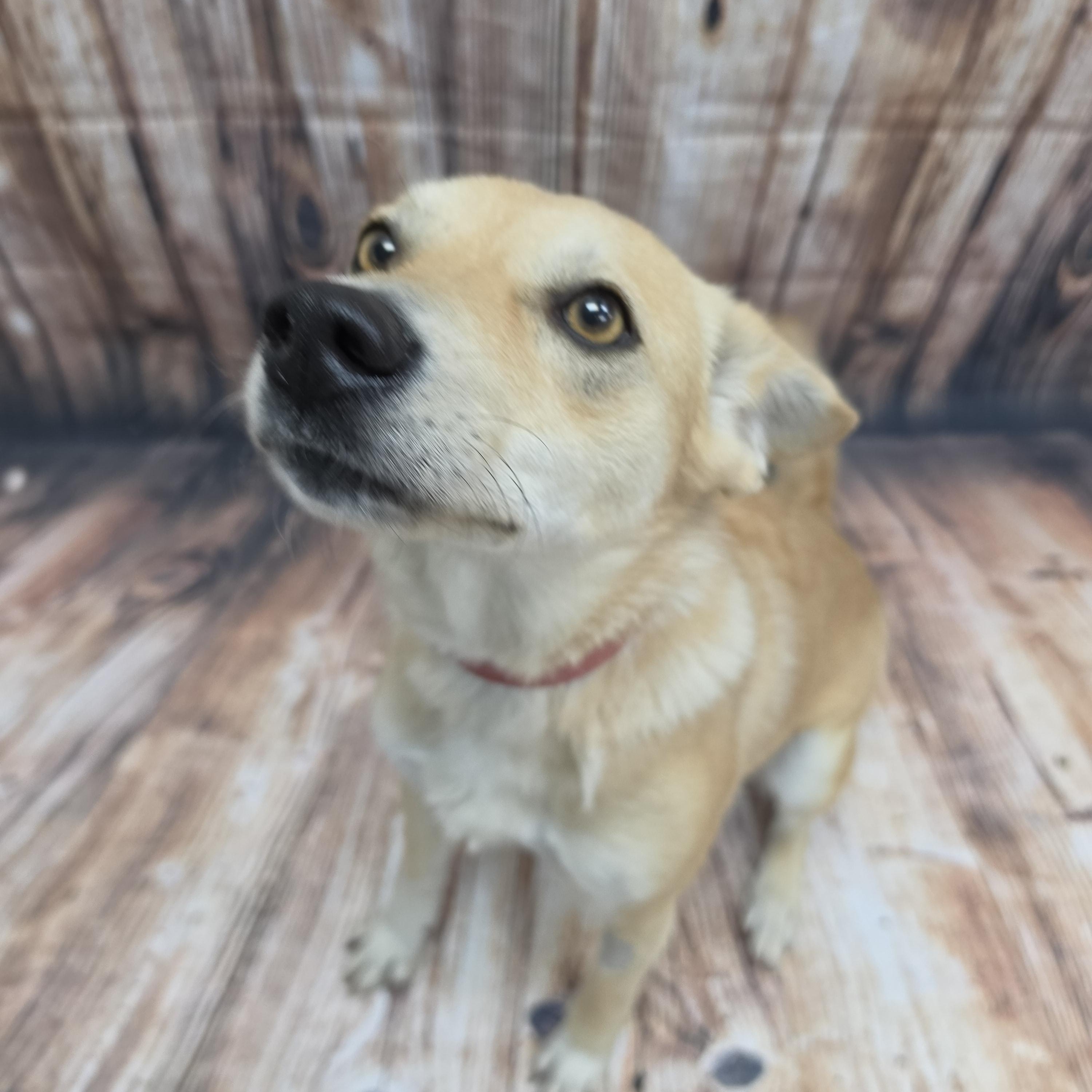 Enlarge Coletta, a Adoptable Mixed Breed in Neillsville, WI image 3/5