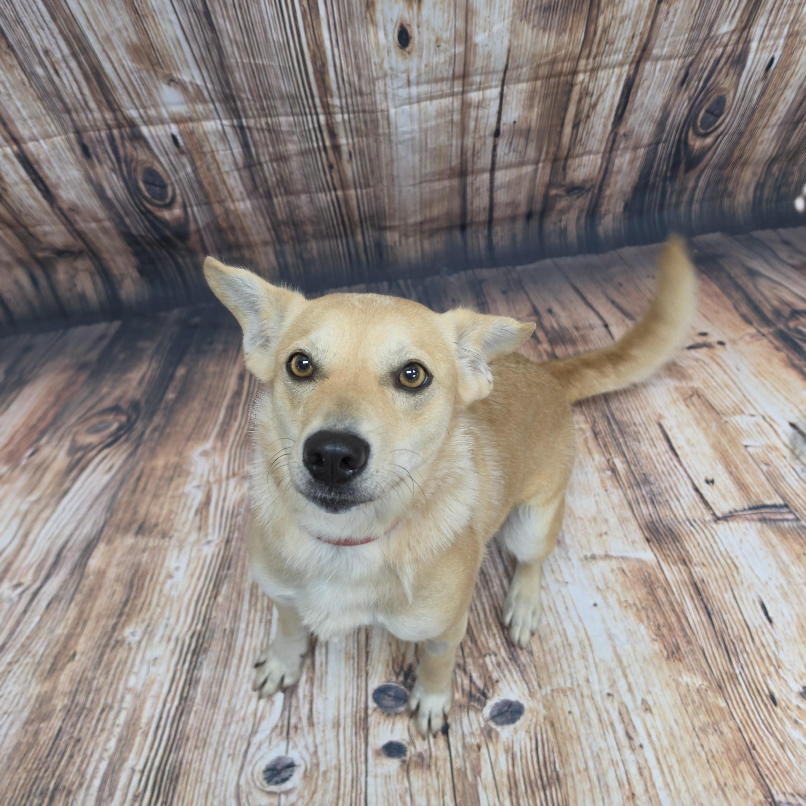 Enlarge Coletta, a Adoptable Mixed Breed in Neillsville, WI image 2/5