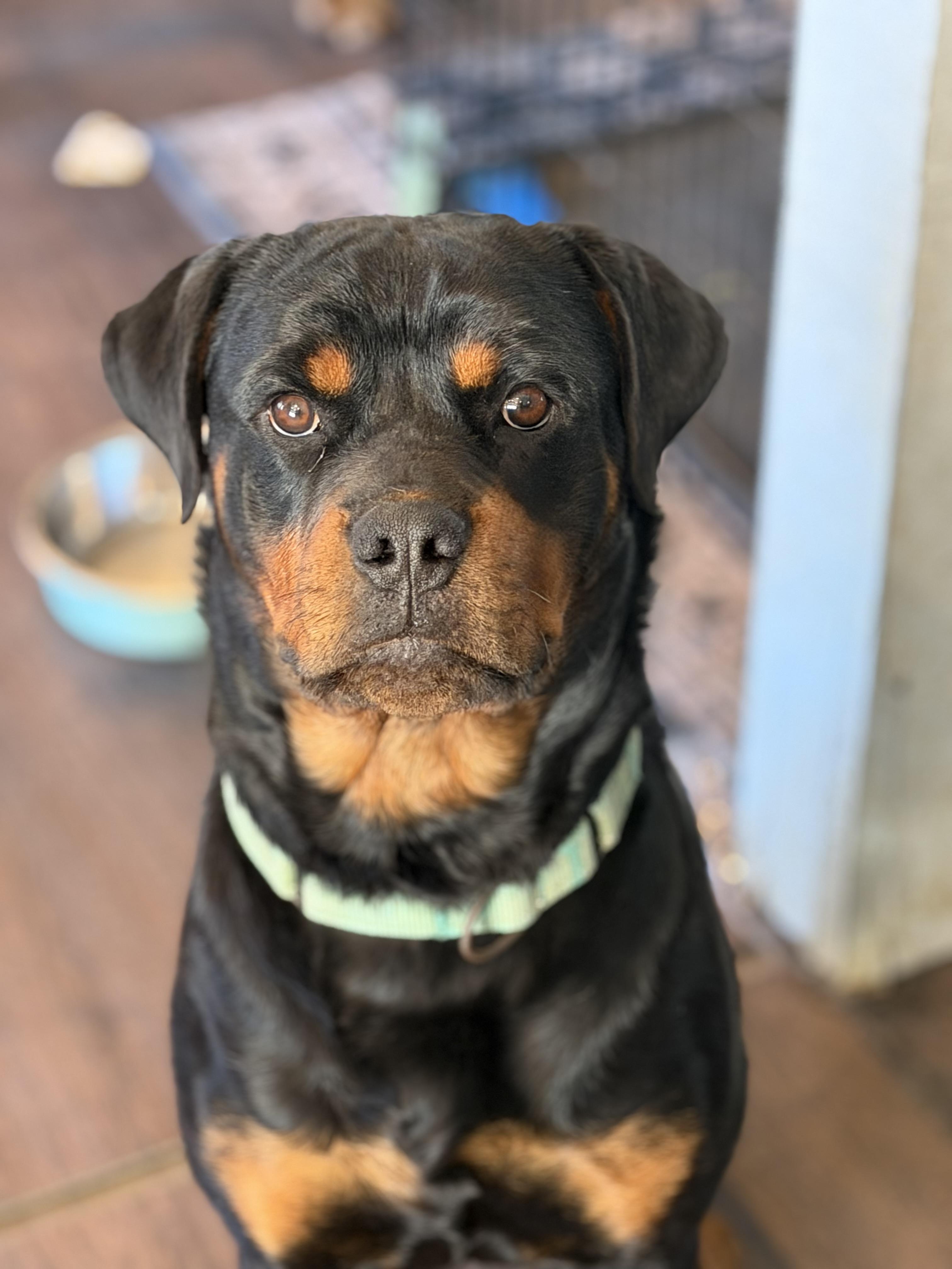 Ebony, ADOPTABLE, Young Female Rottweiler.