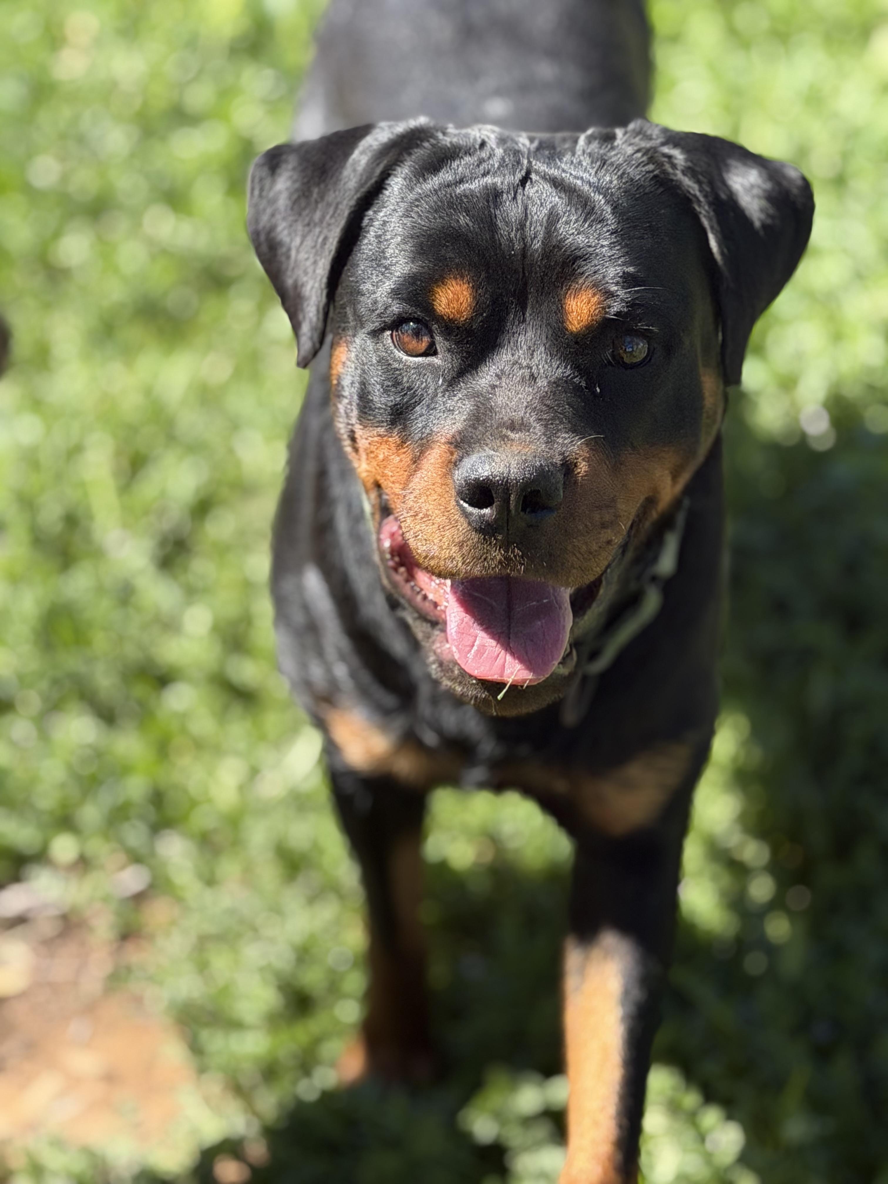 Enlarge Ebony, a ADOPTABLE Rottweiler in Ramona, CA image 2/3