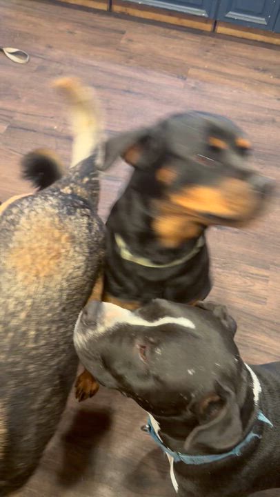 Enlarge Ebony, a ADOPTABLE Rottweiler in Ramona, CA video 3/3