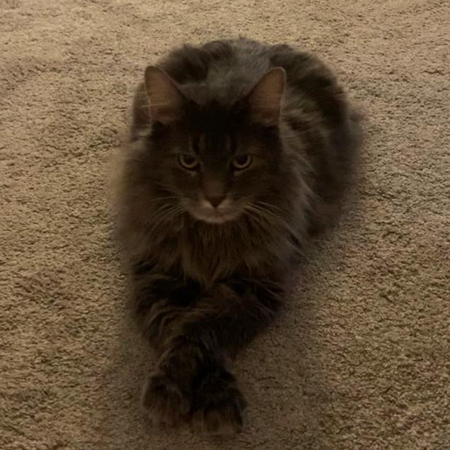 RyRy with Russell, Adoptable, Senior Female Domestic Long Hair.