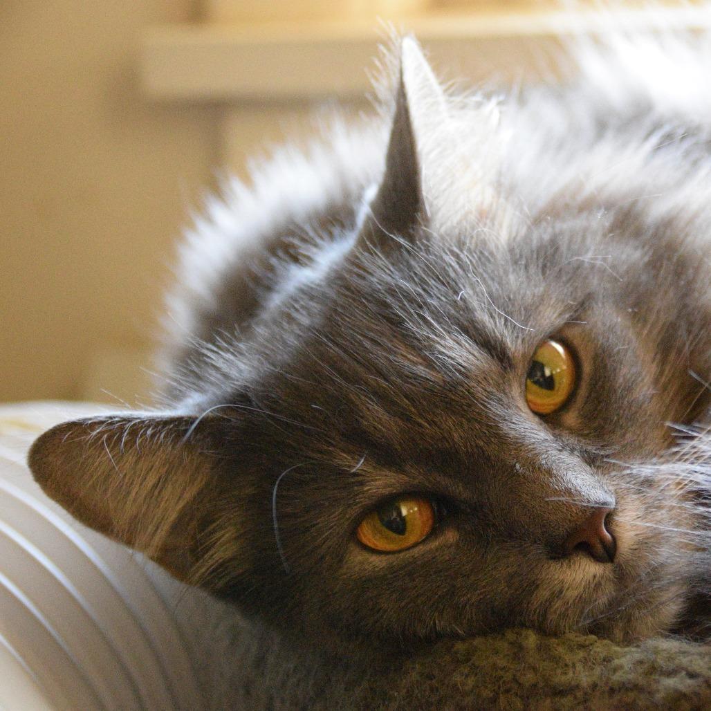 Enlarge RyRy with Russell, a Adoptable Domestic Long Hair in Manchester, CT image 2/4