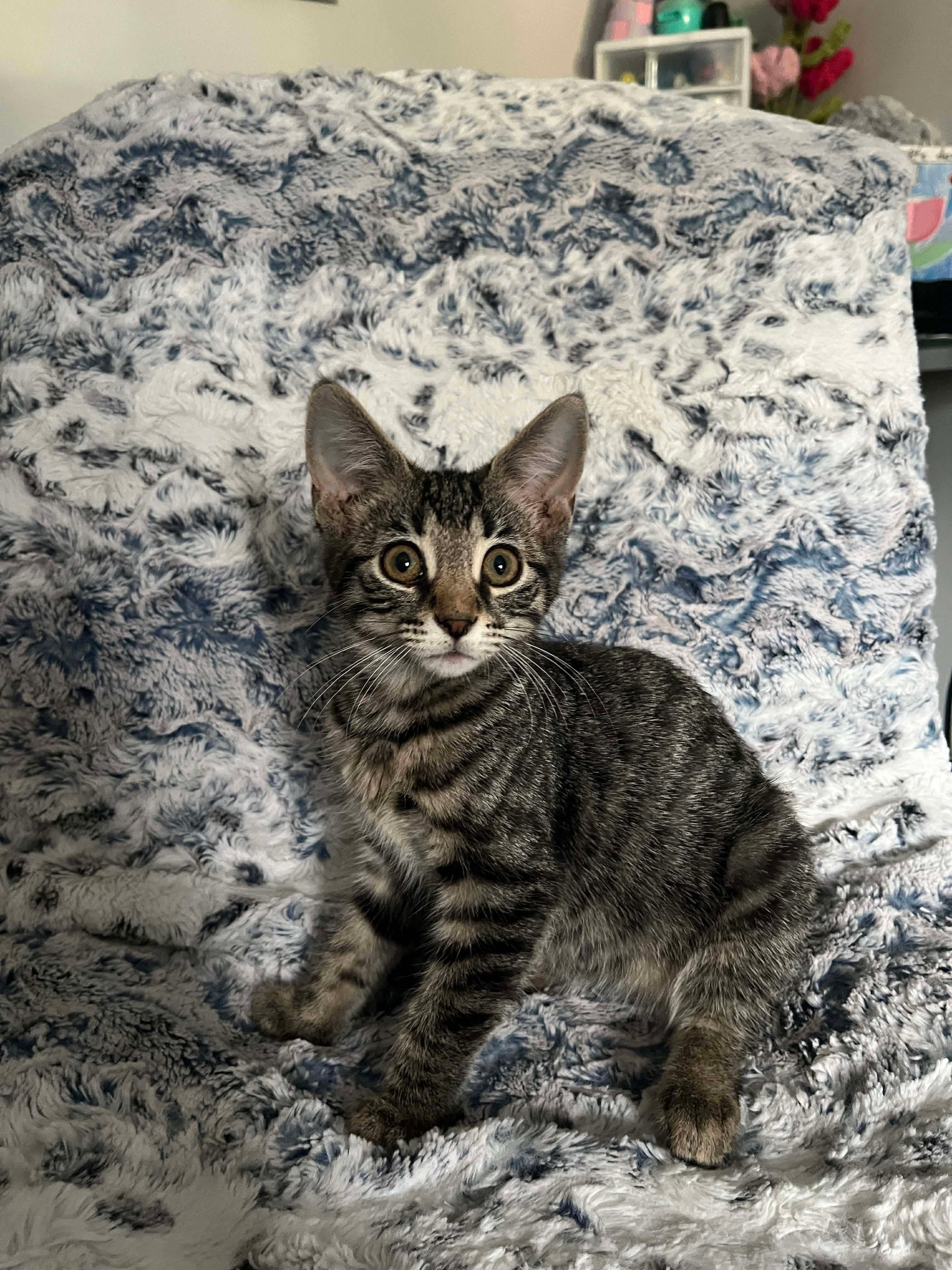 Rhode, an adoptable Domestic Short Hair in Winnipeg, MB, R3E 2Z9 | Photo Image 1