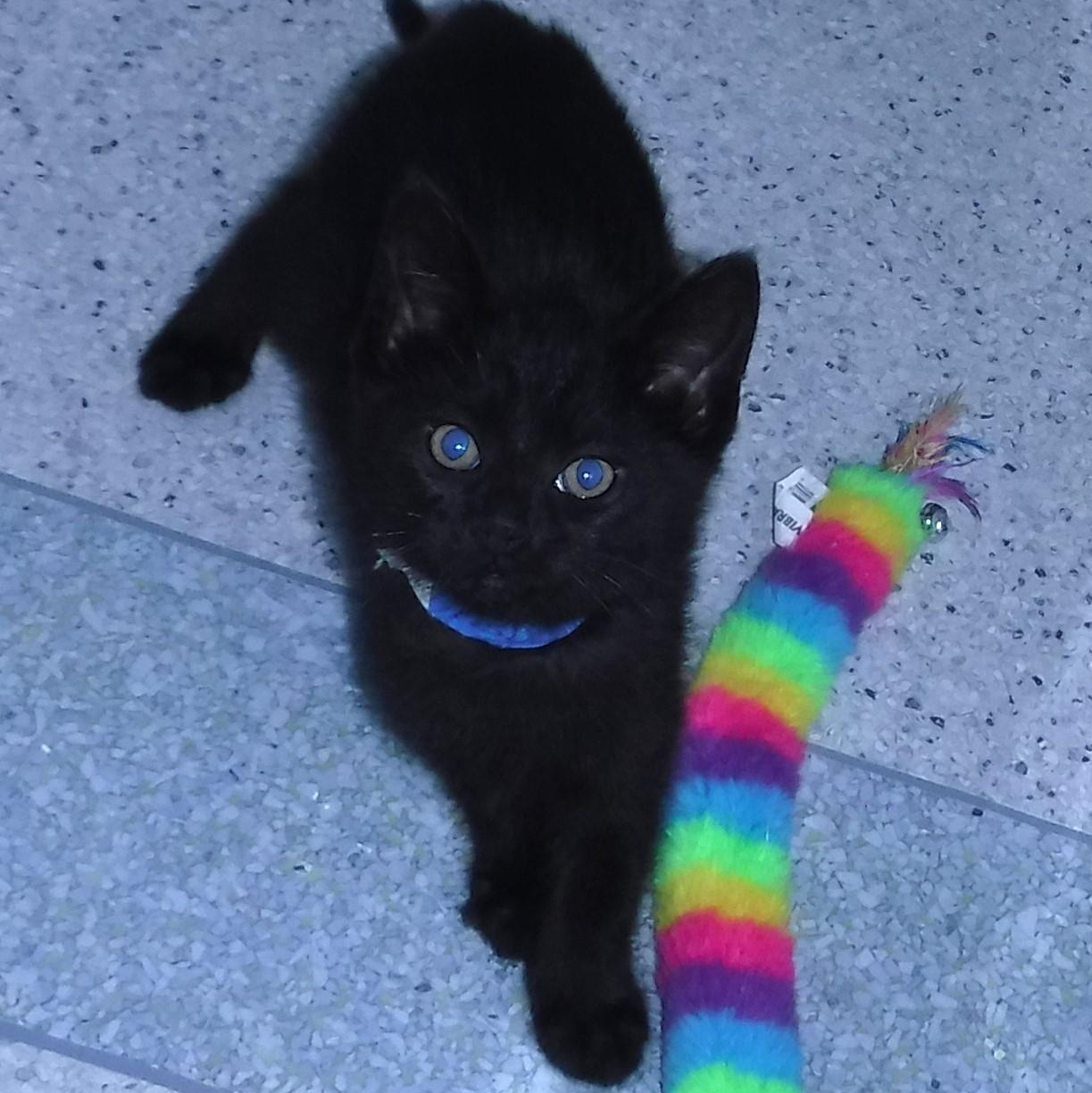 Enlarge Ash - Playful and Fun, a ADOPTABLE mixed breed in Hoquiam, WA image 3/3