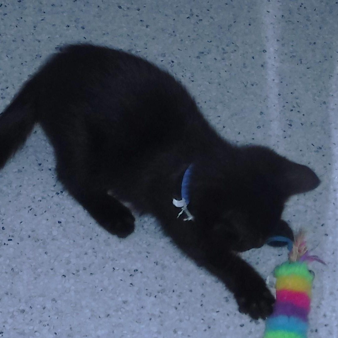 Enlarge Ash - Playful and Fun, a ADOPTABLE mixed breed in Hoquiam, WA image 2/3