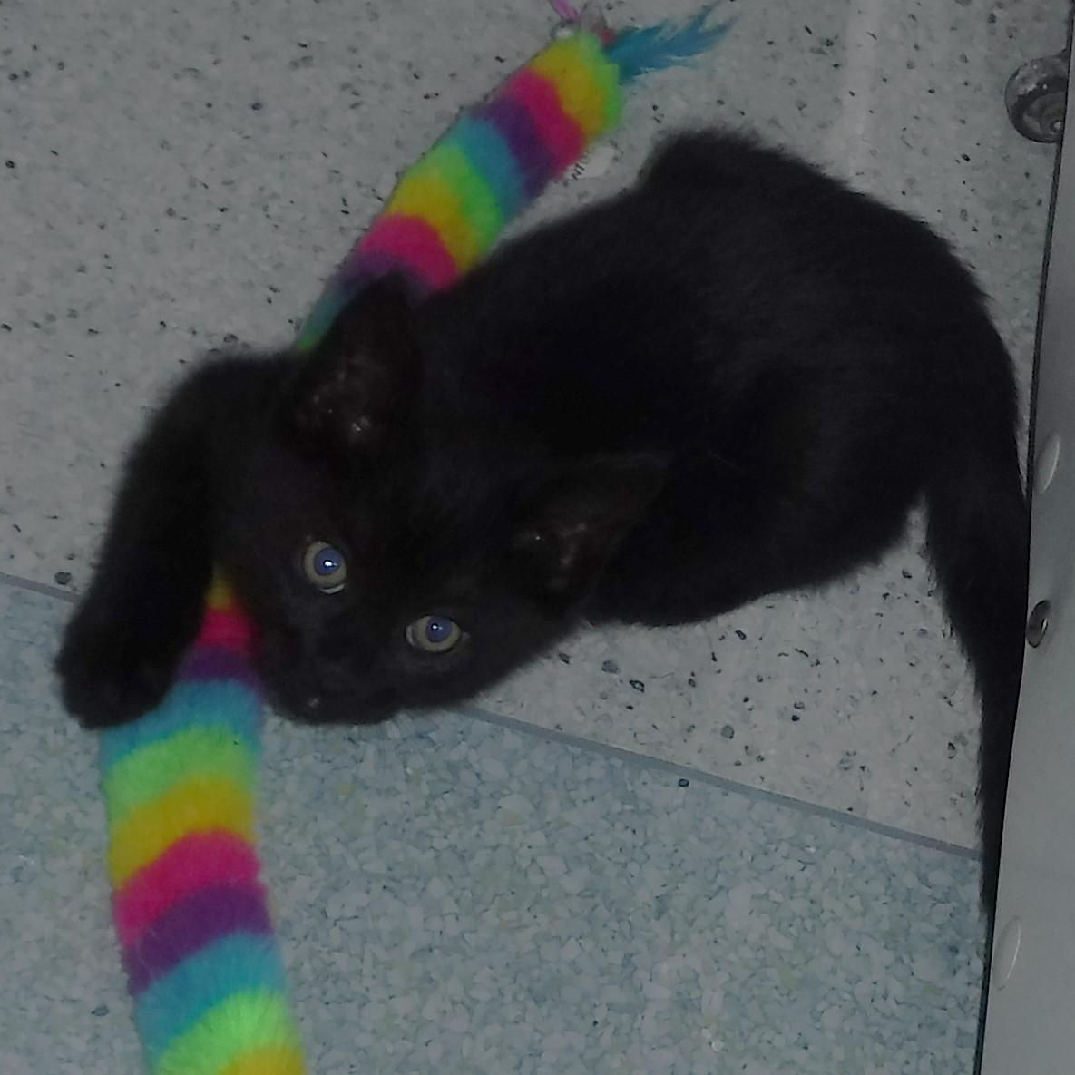 Ash - Playful and Fun, ADOPTABLE, Kitten Male Bombay.