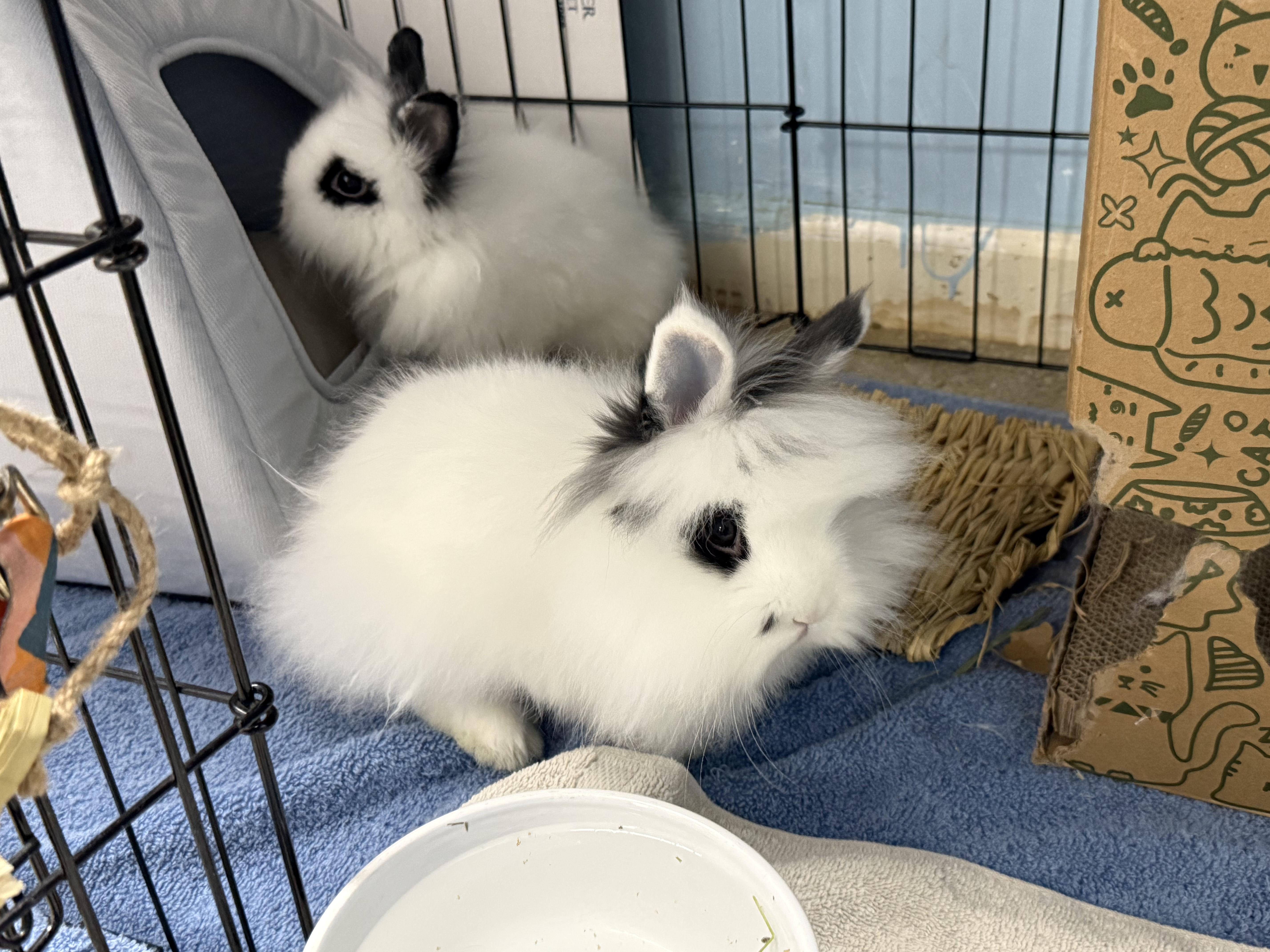 Boo & Casper (bonded duo), adopted, Young Male Lionhead.
