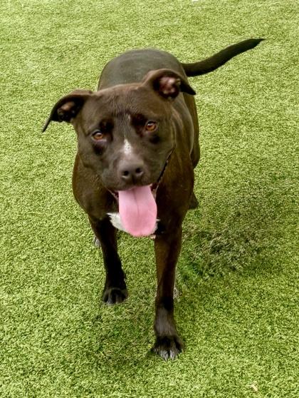 Kara, Adoptable, Adult Female Mixed Breed & Mixed Breed.