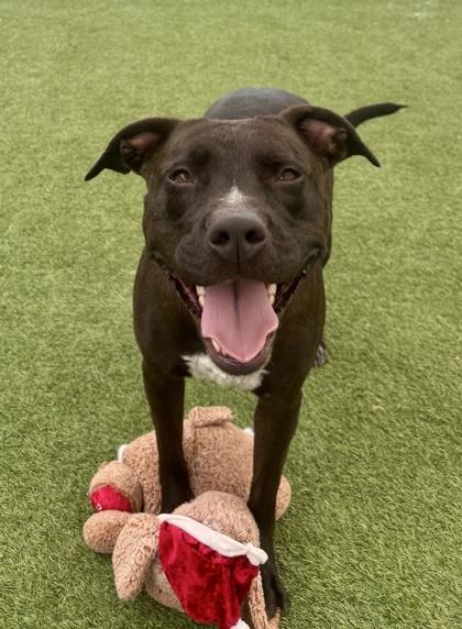 Kara, a Adoptable mixed breed in Fort Worth, TX image 2/3