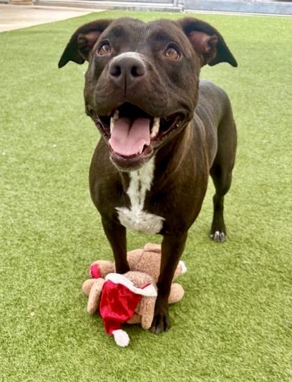 Kara, a Adoptable mixed breed in Fort Worth, TX image 3/3