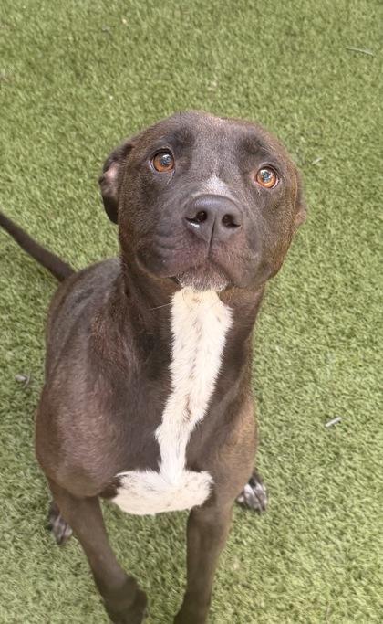 Enlarge Kara, a Adoptable mixed breed in Fort Worth, TX image 1/1