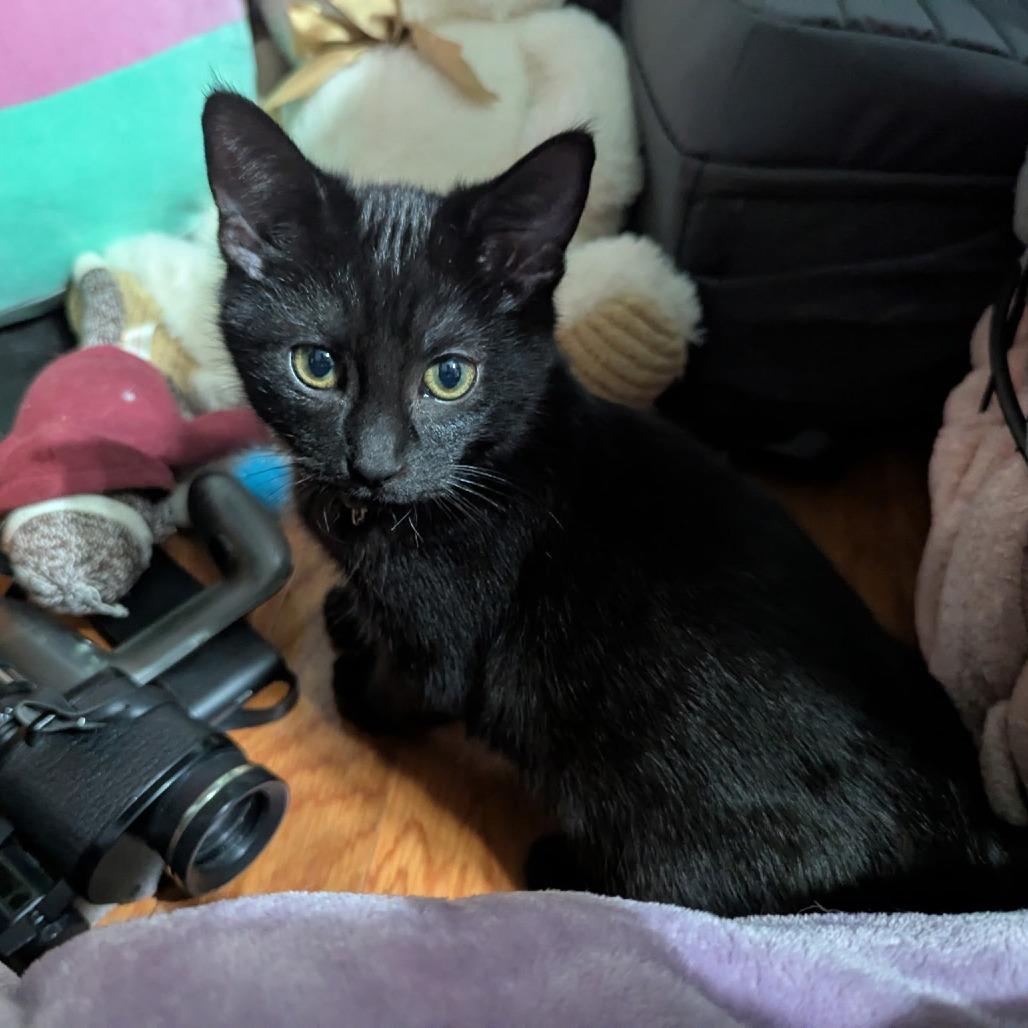 Chris Hemsworth, a Adoptable Domestic Short Hair in Brownsboro, AL image 1/3