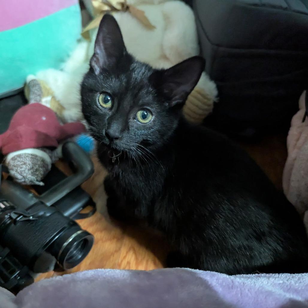 Chris Hemsworth, a Adoptable Domestic Short Hair in Brownsboro, AL image 3/3