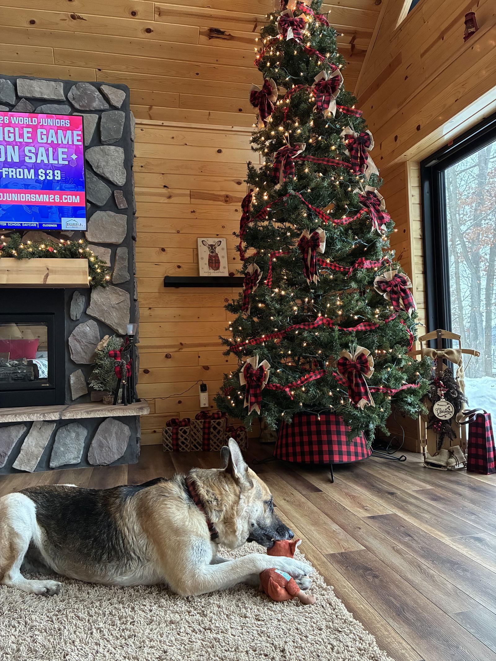Smokey, a Adoptable German Shepherd Dog in Webster, WI image 1/3