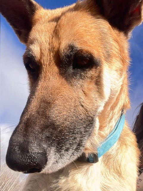 Smokey, a Adoptable German Shepherd Dog in Webster, WI image 2/3