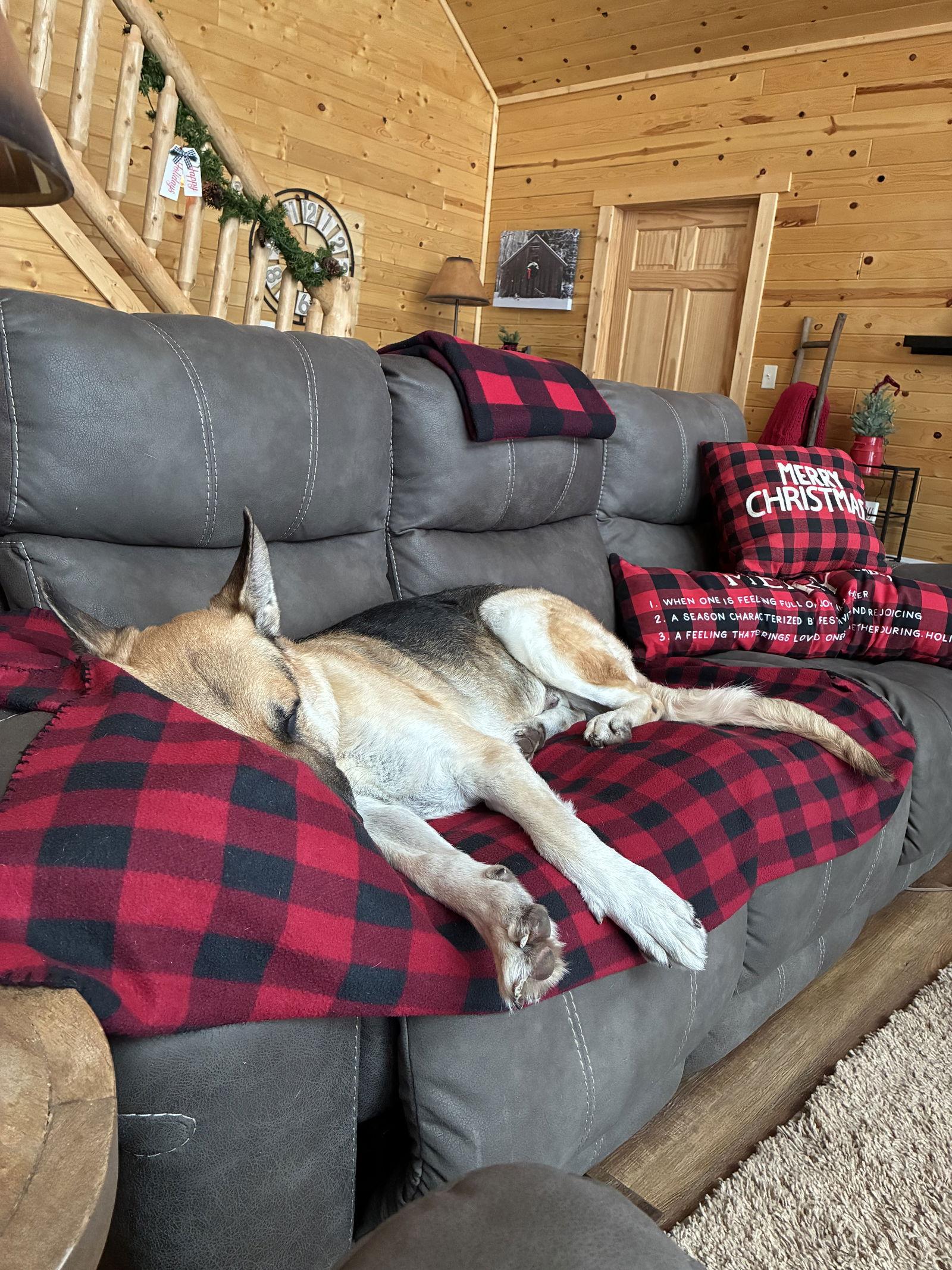 Smokey, a Adoptable German Shepherd Dog in Webster, WI image 3/3