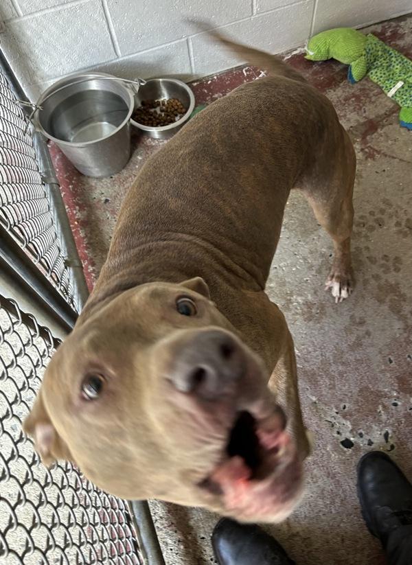 Gorgeous, Adoptable, Adult Female Pit Bull Terrier.