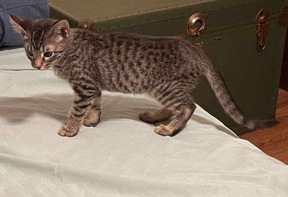 Ramona, Adoptable, Kitten Female Domestic Short Hair & Domestic Short Hair.