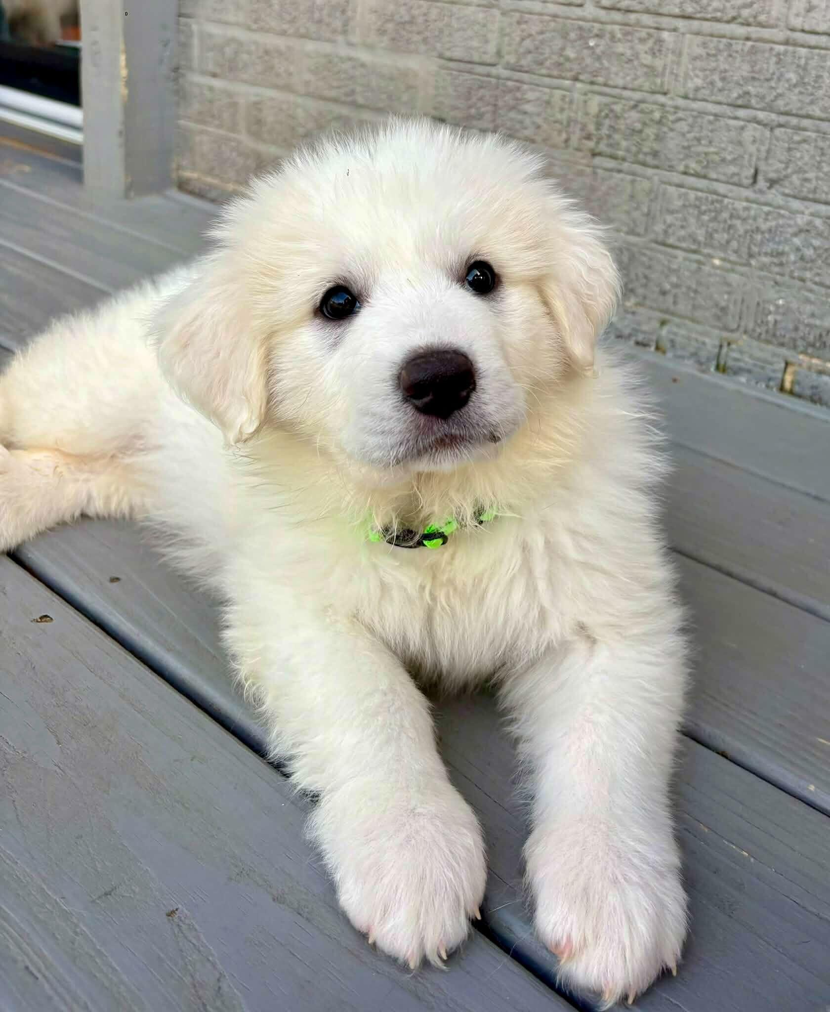 Lexie, adopted, Puppy Female Great Pyrenees.