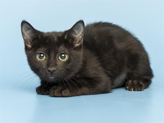 PARKER, Adoptable, Kitten Female Domestic Short Hair.