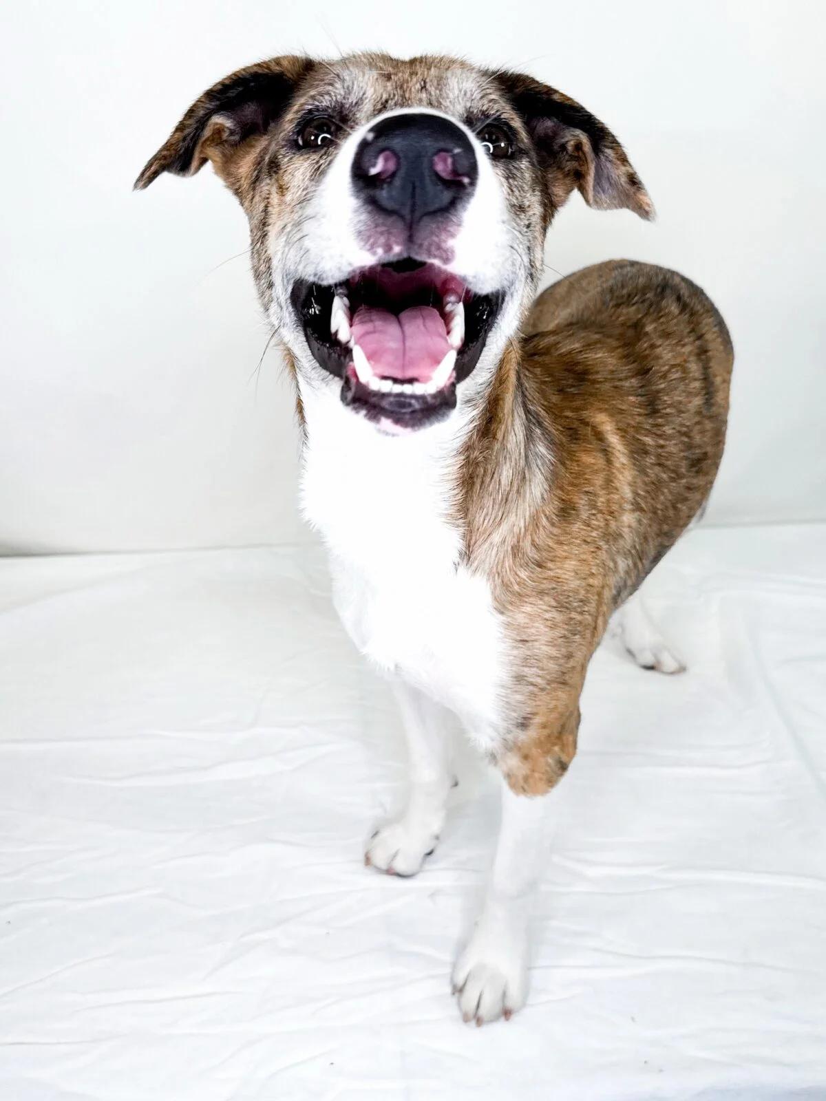 Enlarge Katara, a Adoptable mixed breed in Bixby, OK image 4/6