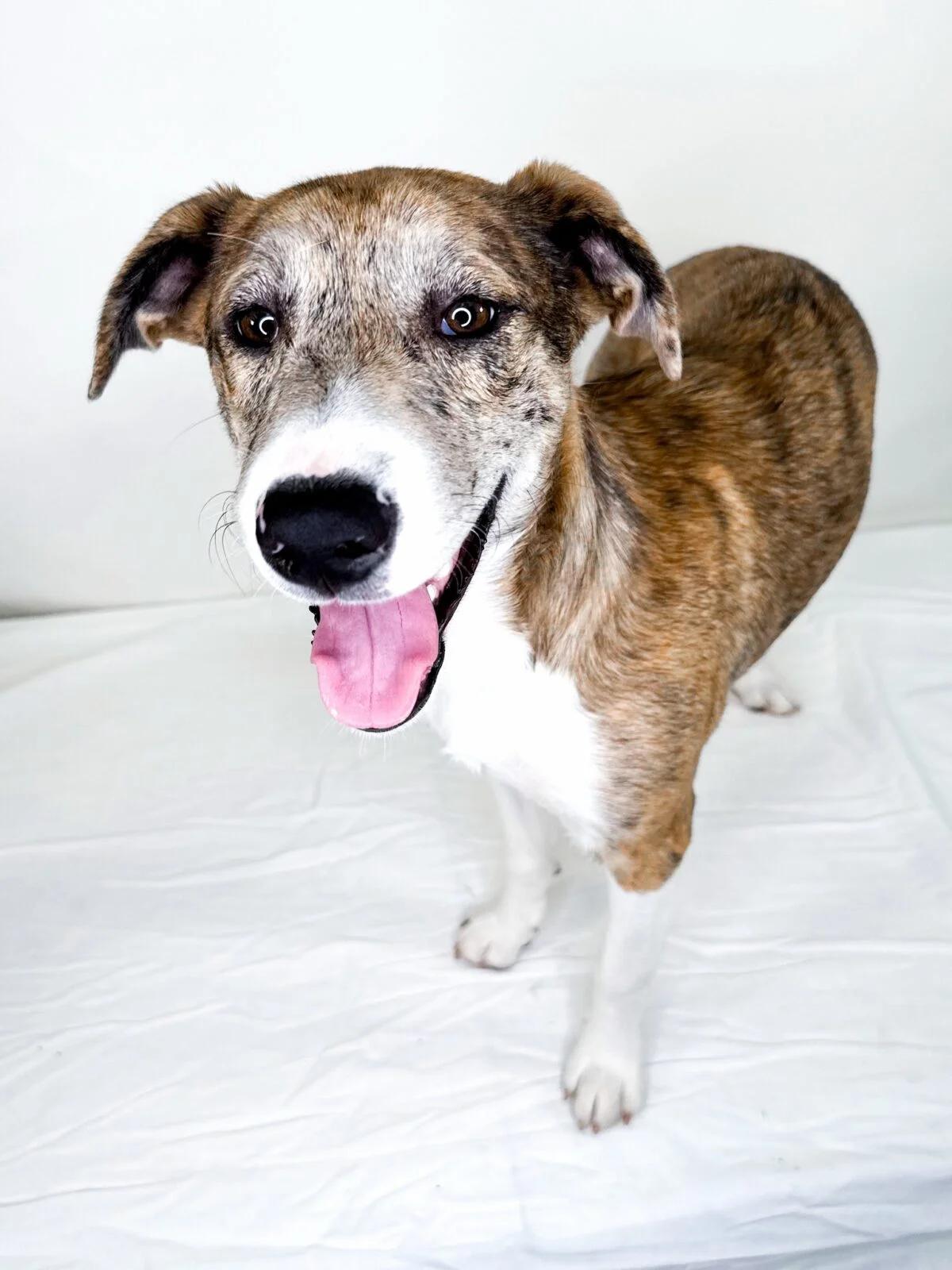 Enlarge Katara, a Adoptable mixed breed in Bixby, OK image 3/6