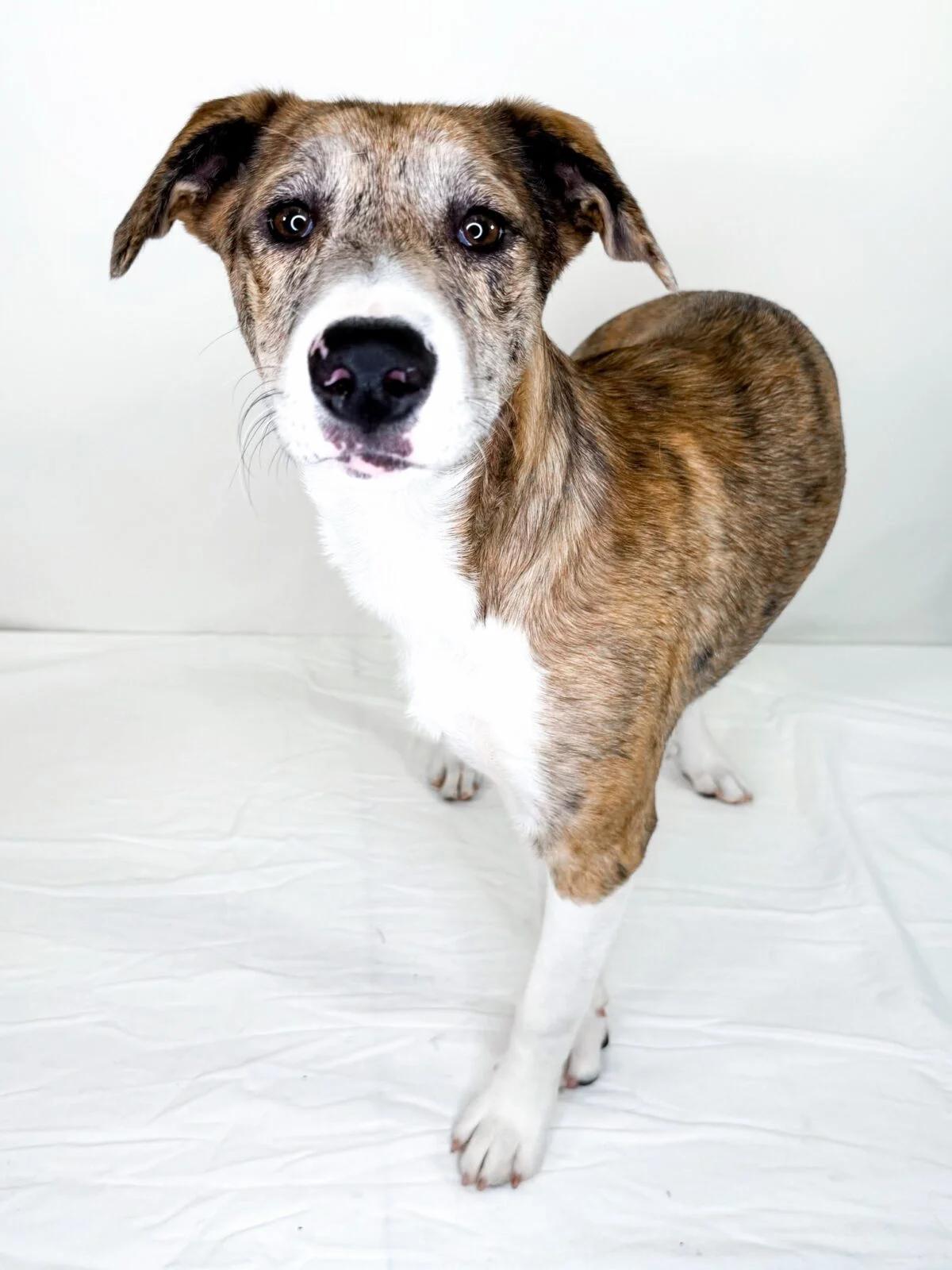 Katara, Adoptable, Young Female Husky.
