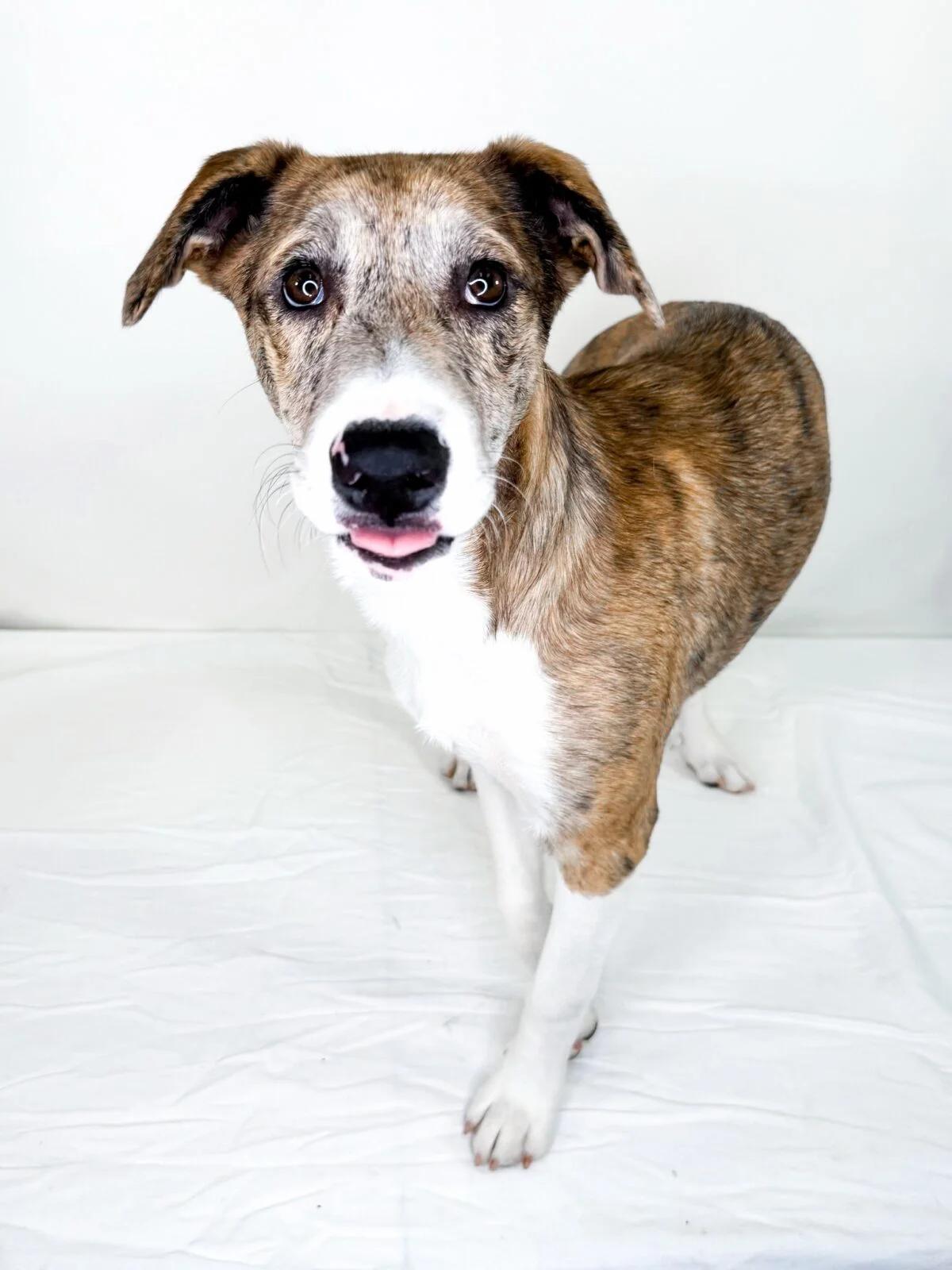 Enlarge Katara, a Adoptable mixed breed in Bixby, OK image 5/6