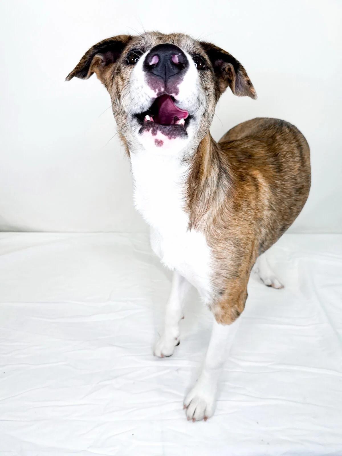Enlarge Katara, a Adoptable mixed breed in Bixby, OK image 6/6
