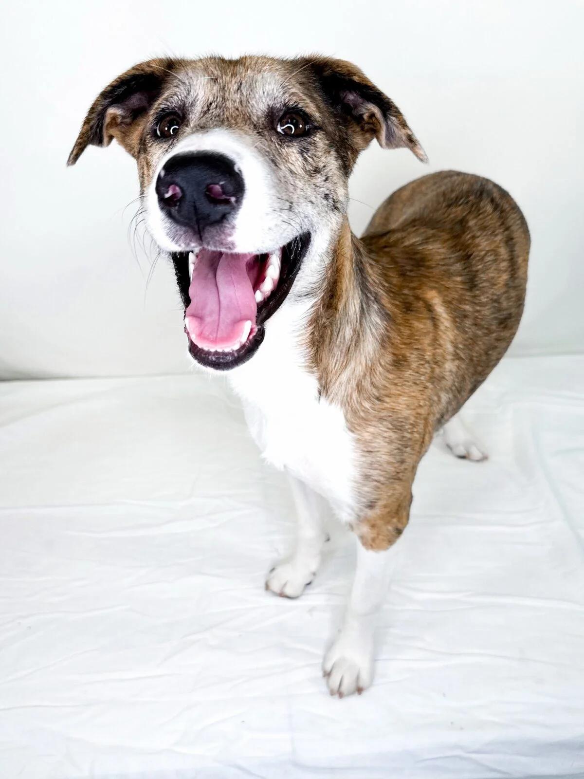 Enlarge Katara, a Adoptable mixed breed in Bixby, OK image 2/6