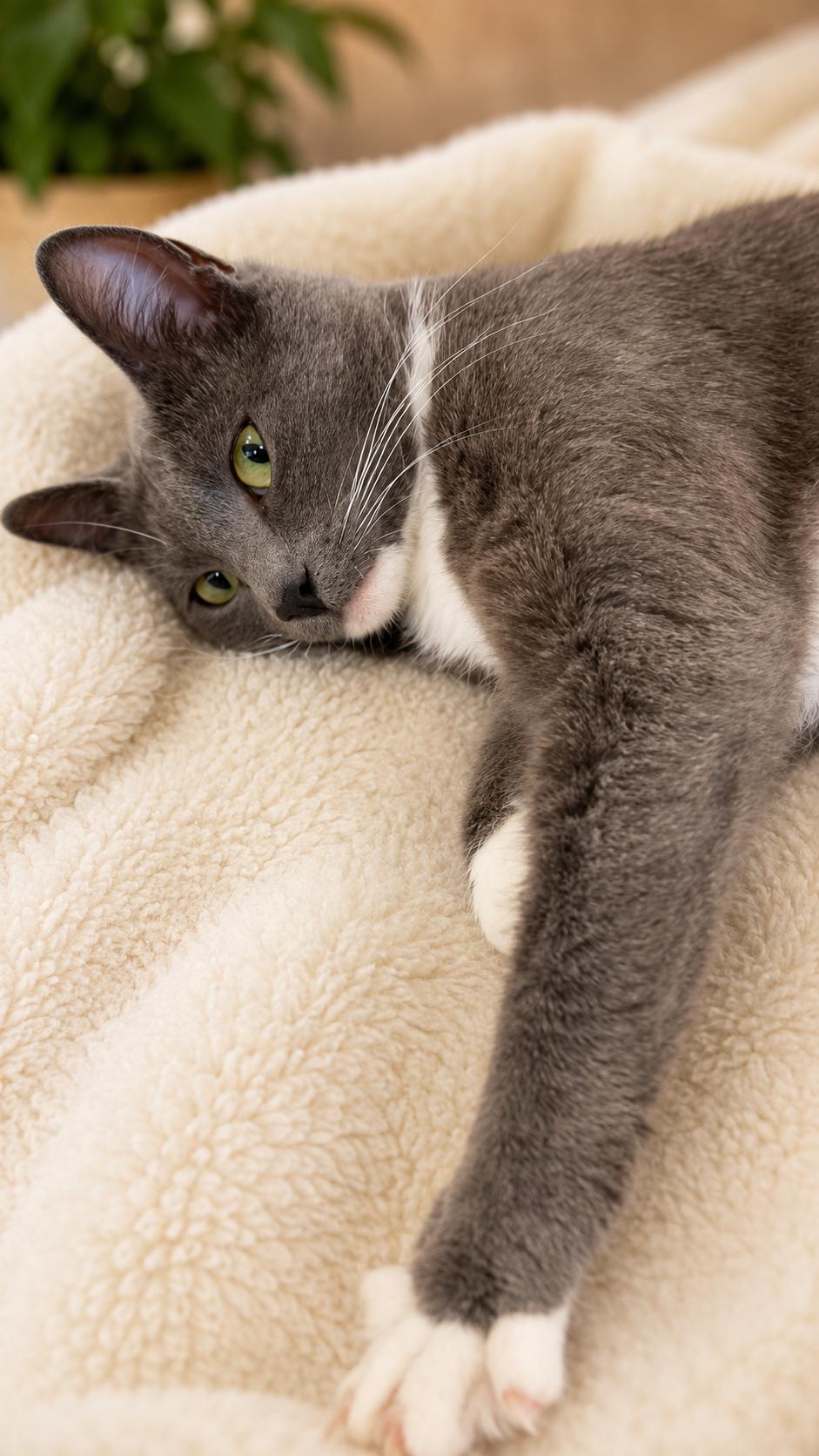 Enlarge Maggie May, a Adoptable Domestic Short Hair in Santa Cruz, CA image 3/5