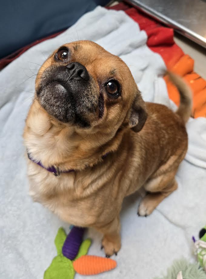 Enlarge Garbanzo, an adoptable mixed breed in Bellingham, WA image 1/4