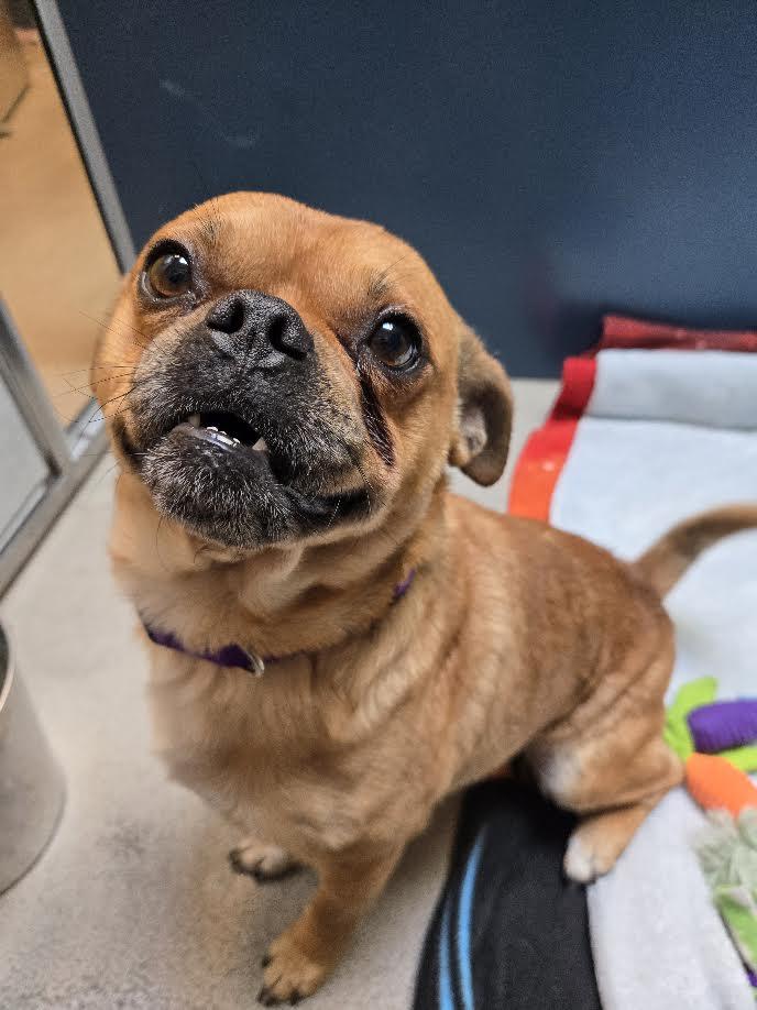 Enlarge Garbanzo, an adoptable mixed breed in Bellingham, WA image 2/4