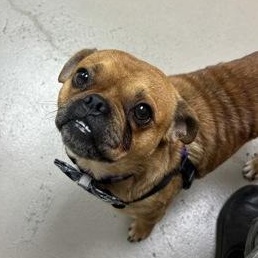Enlarge Garbanzo, an adoptable mixed breed in Bellingham, WA image 4/4