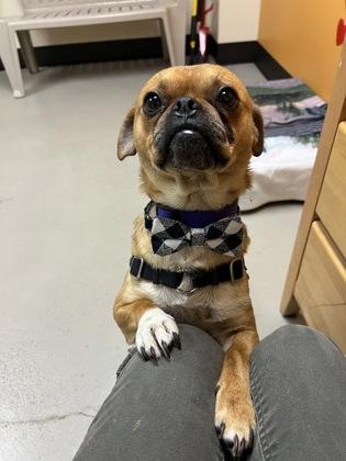 Enlarge Garbanzo, an adoptable mixed breed in Bellingham, WA image 3/4