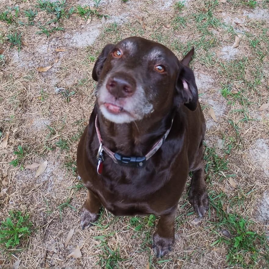 Hope, Adoptable, Senior Female Chocolate Labrador Retriever.