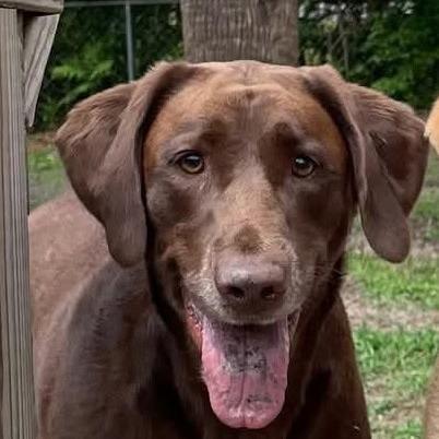 Hope, a Adoptable Chocolate Labrador Retriever in Williston, FL image 2/2