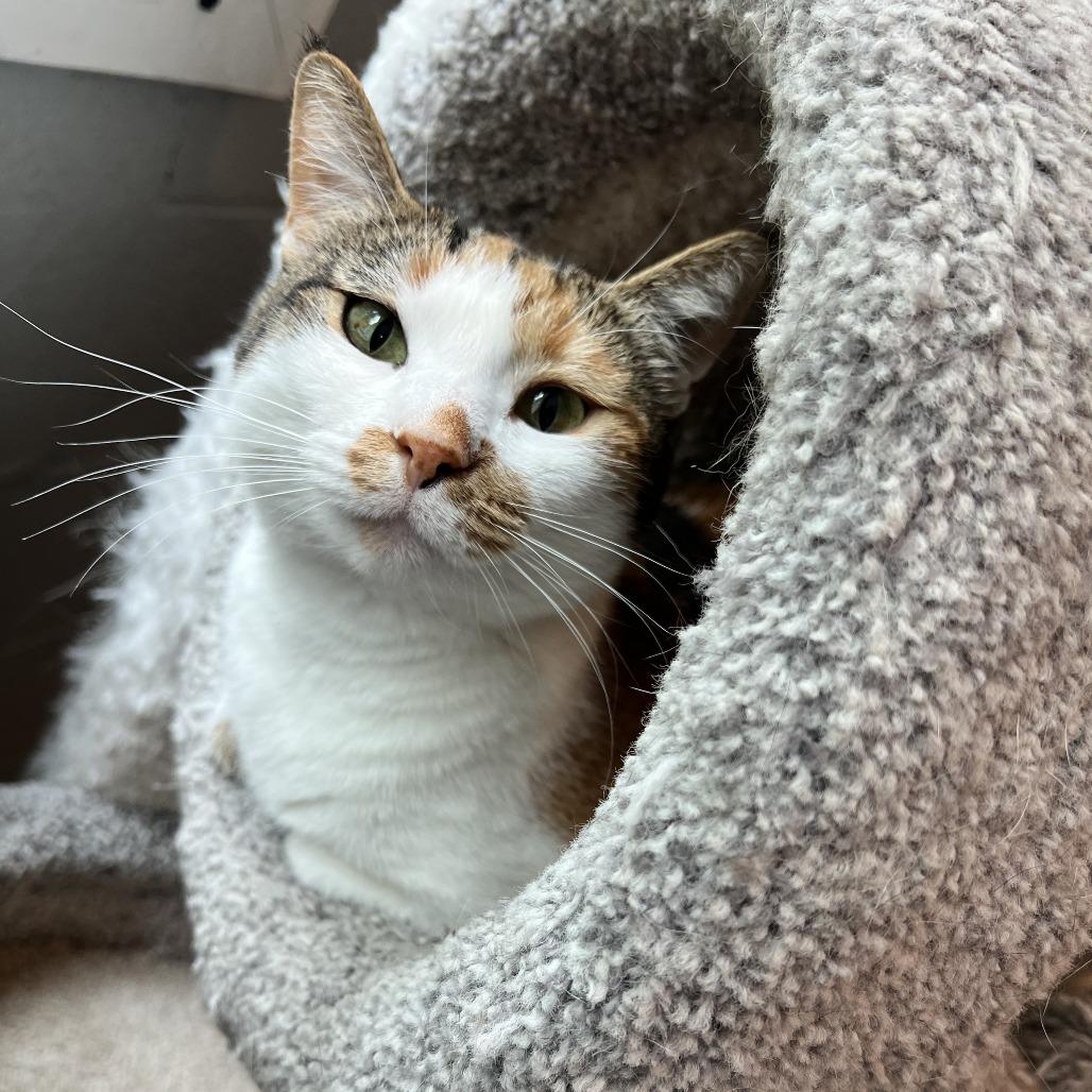Petunia, Adoptable, Adult Female Domestic Short Hair.