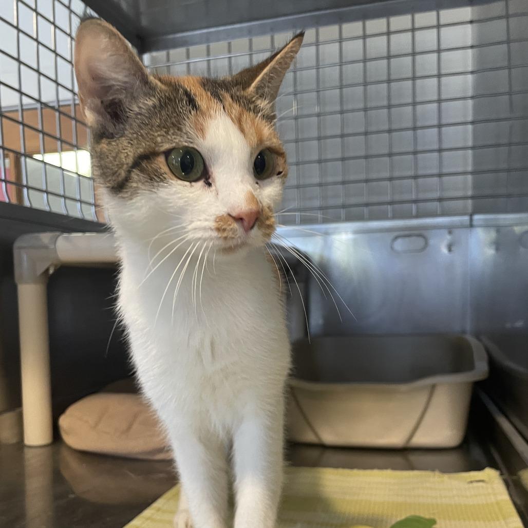 Enlarge Petunia, a Adoptable Domestic Short Hair in South Haven, MI image 1/5