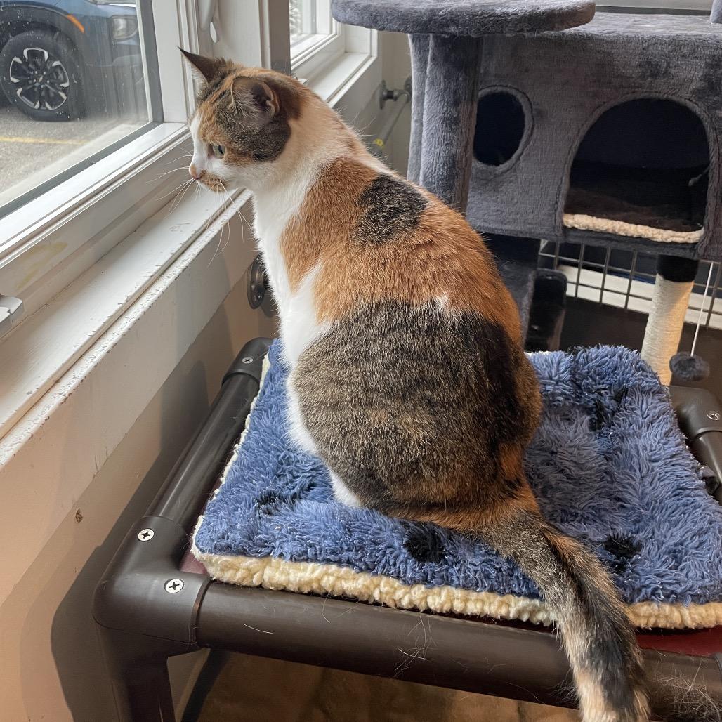 Petunia, Adoptable, Adult Female Domestic Short Hair.