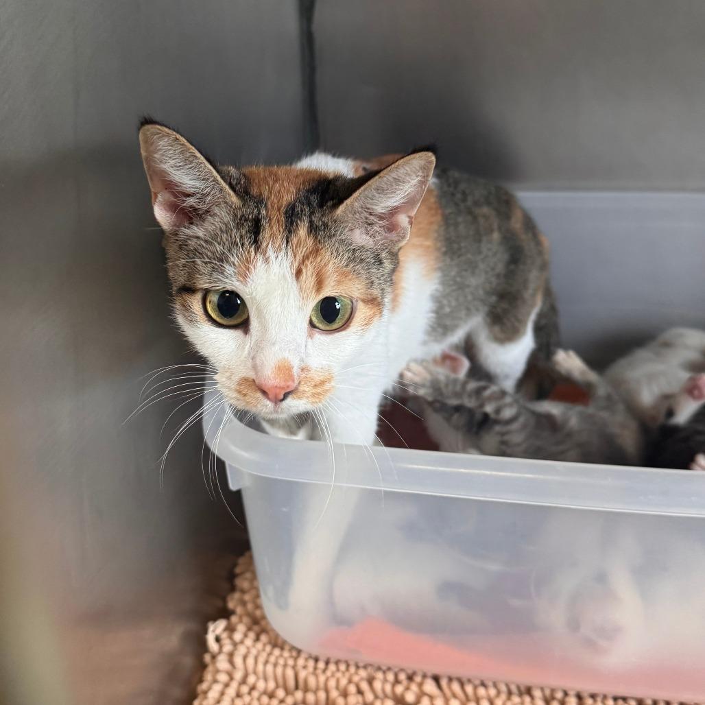 Enlarge Petunia, a Adoptable Domestic Short Hair in South Haven, MI image 3/5