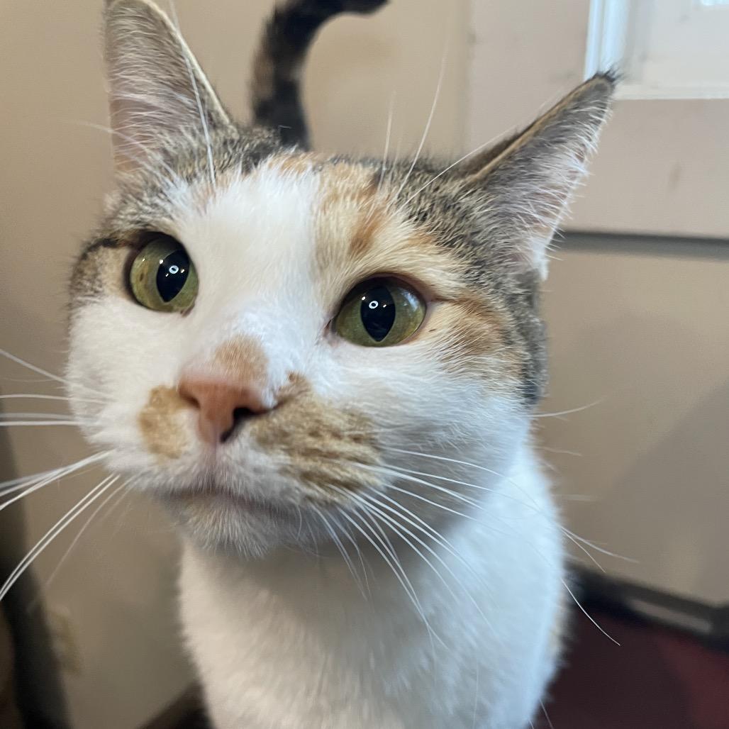 Enlarge Petunia, a Adoptable Domestic Short Hair in South Haven, MI image 2/6