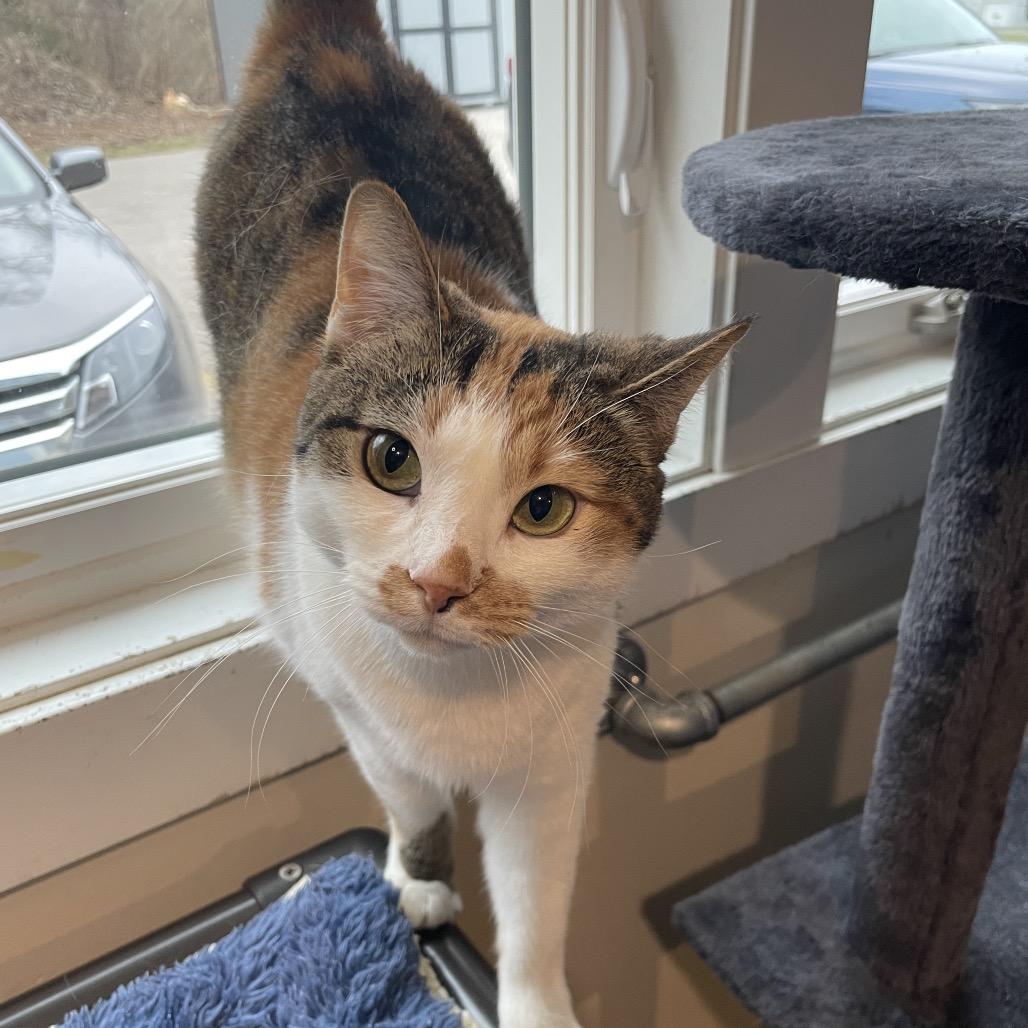 Enlarge Petunia, a Adoptable Domestic Short Hair in South Haven, MI image 3/6