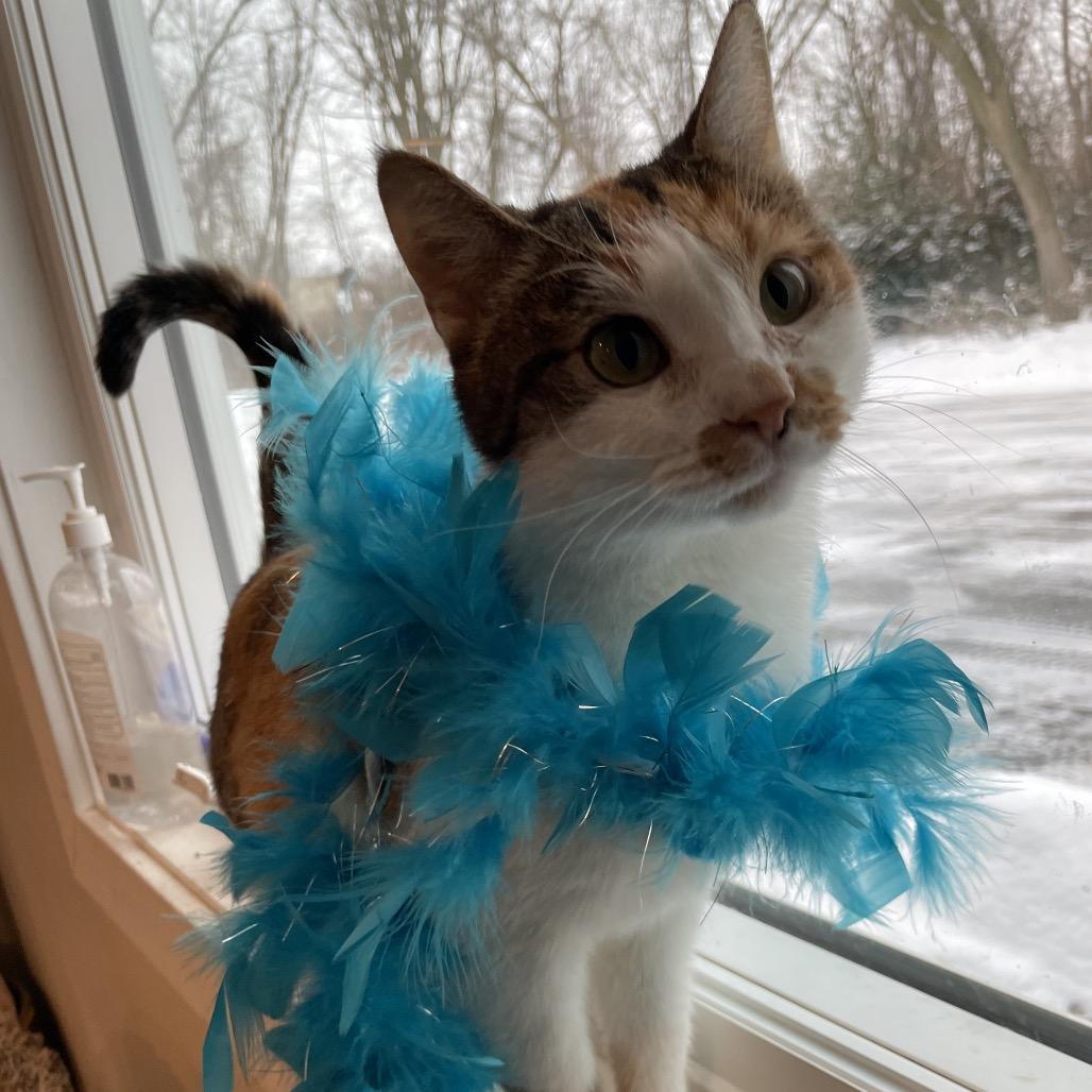 Enlarge Petunia, a Adoptable Domestic Short Hair in South Haven, MI image 4/5